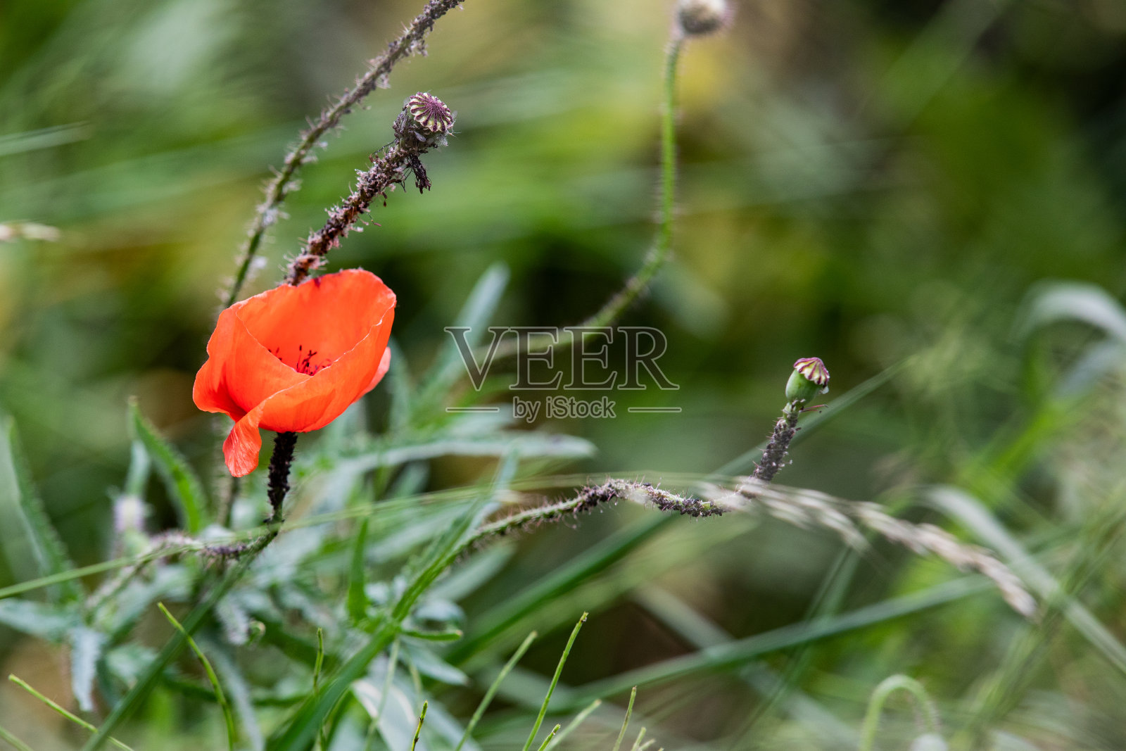 罂粟籽照片摄影图片