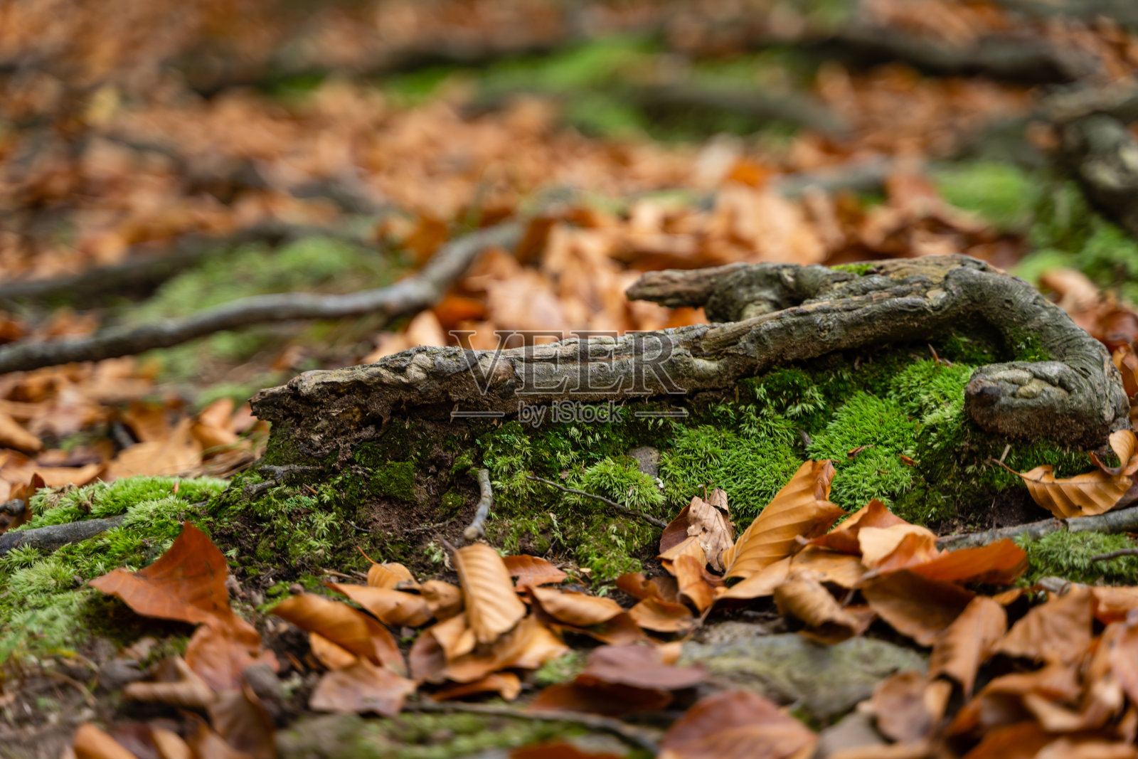 森林中的叶子和根照片摄影图片