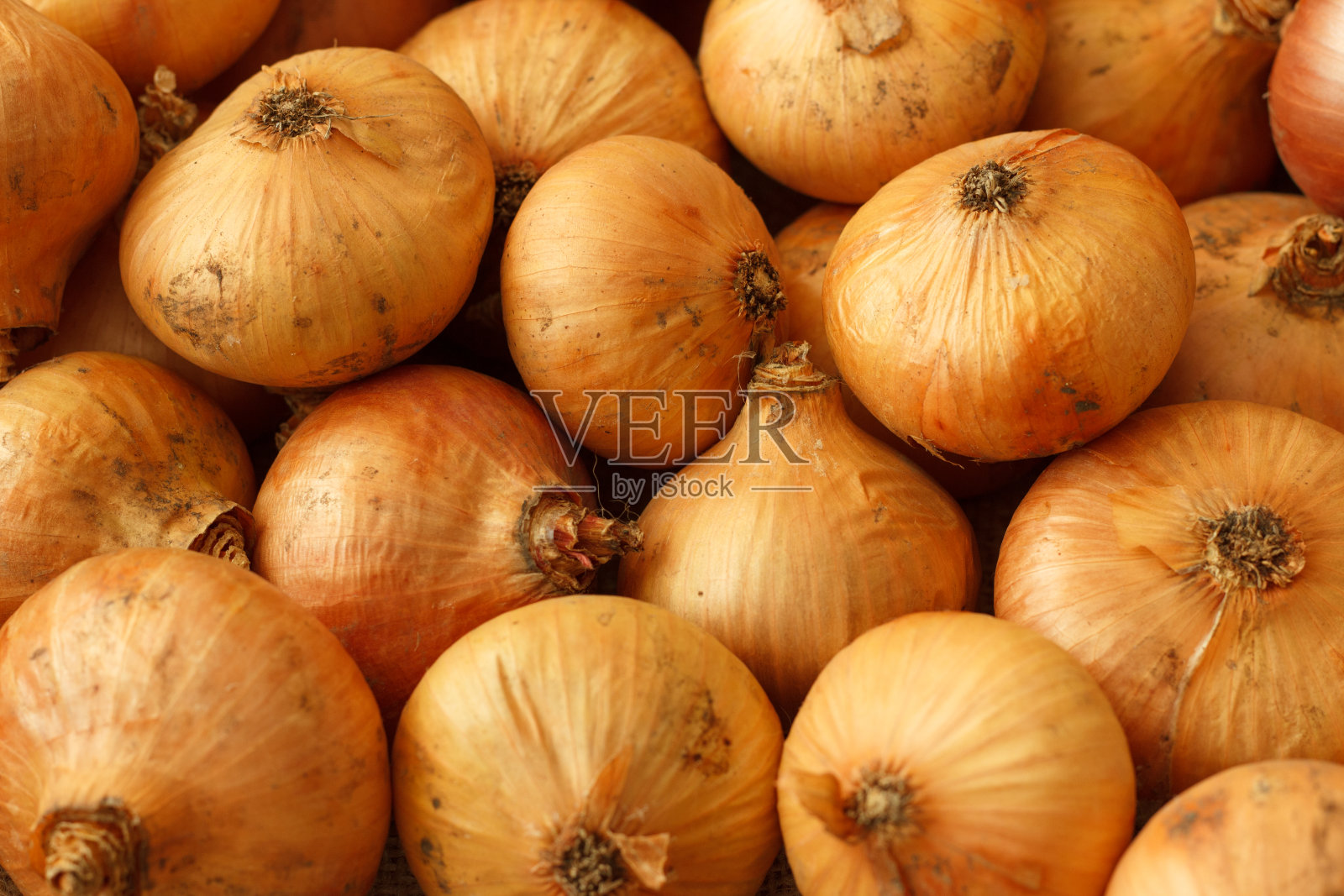 在花园里收集的洋葱，特写。照片摄影图片