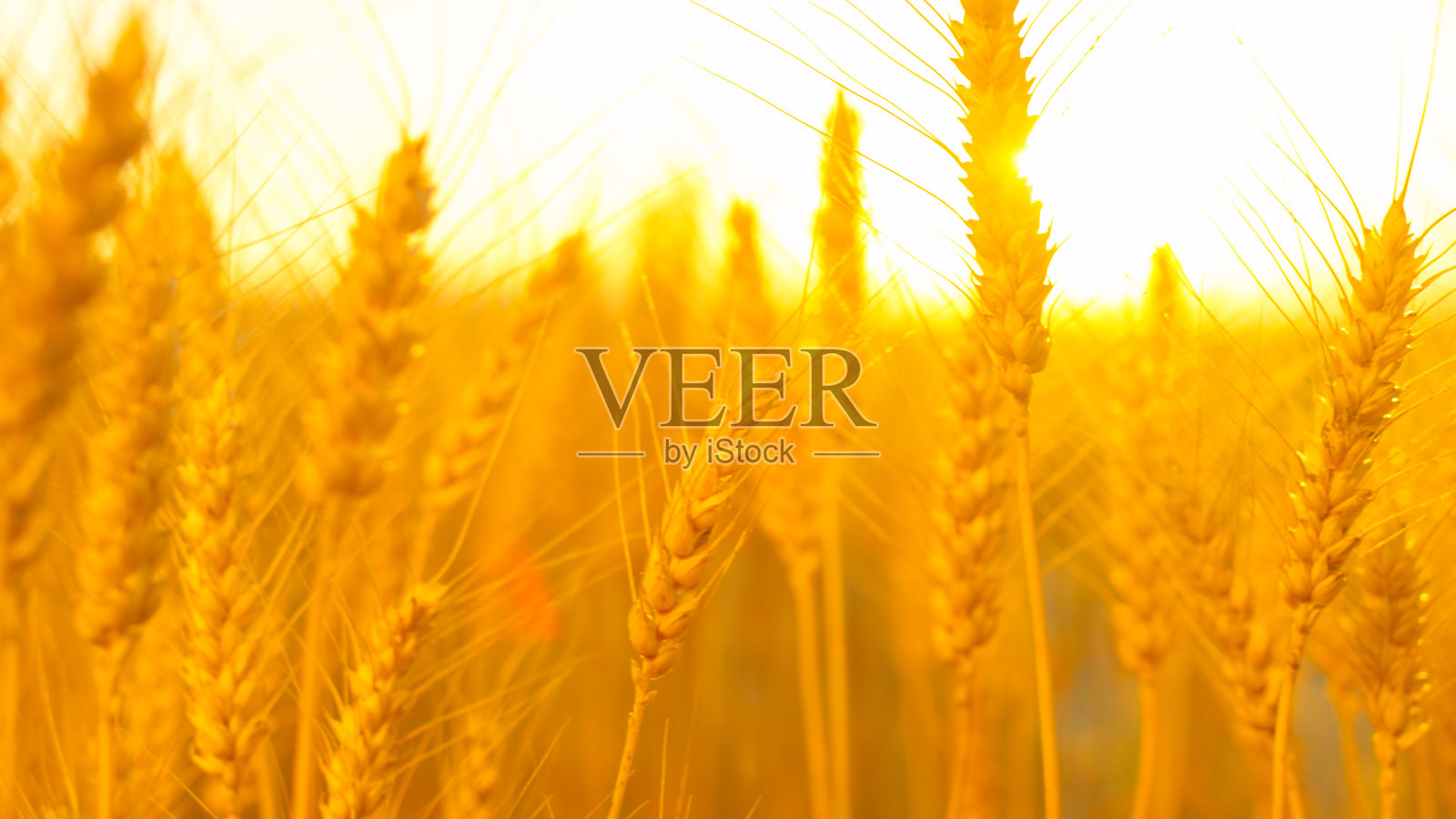 近距离细节干燥的小麦作物在黄色的田野在神奇的金色日出照片摄影图片