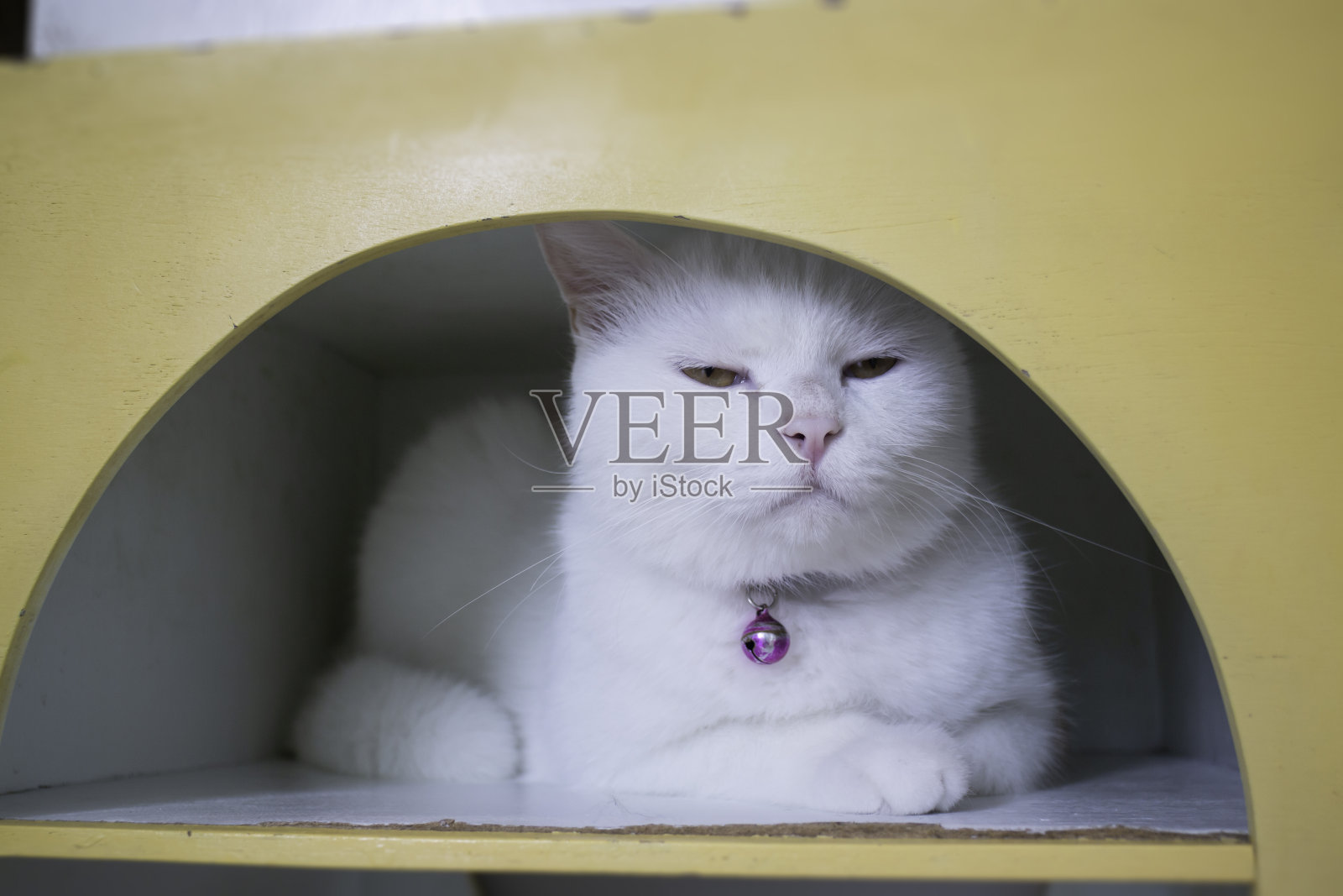 家猫在咖啡店冷冻照片摄影图片