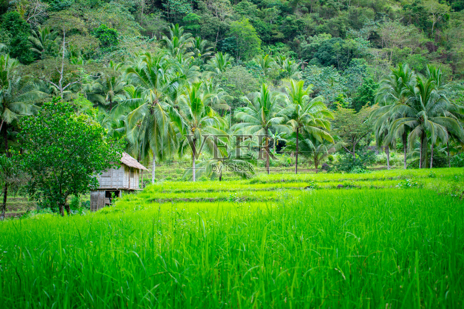 稻田照片摄影图片