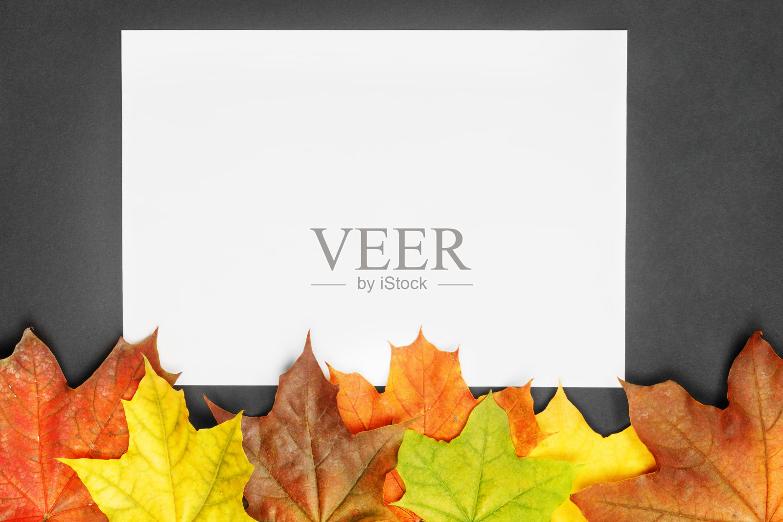 空白的白纸在黑色的背景与五颜六色的秋天枫叶。照片摄影图片