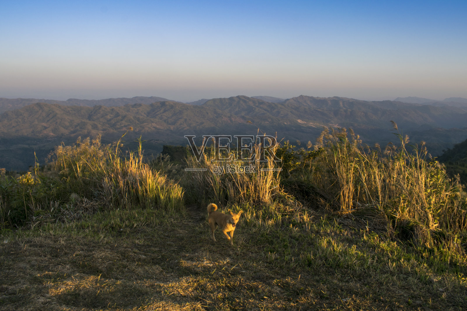 狗在美丽的山上散步照片摄影图片