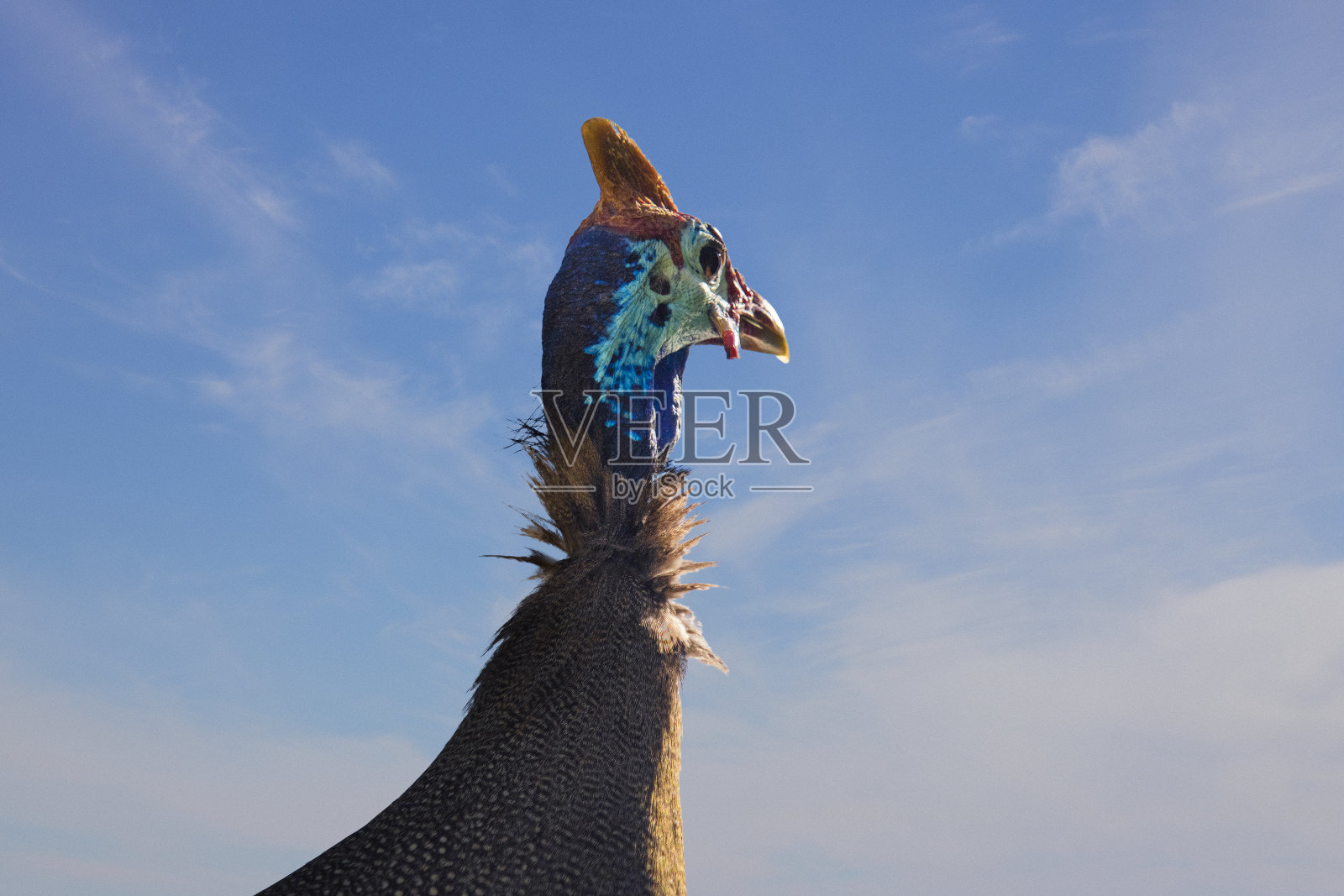 一个可爱的珍珠鸡在日落时戏剧性的蓝天前摆姿势的特写肖像。照片摄影图片