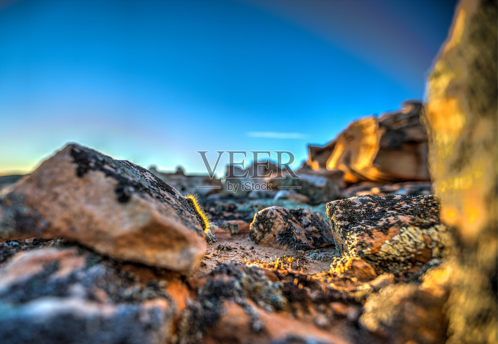 岩石上的毛毛虫照片摄影图片