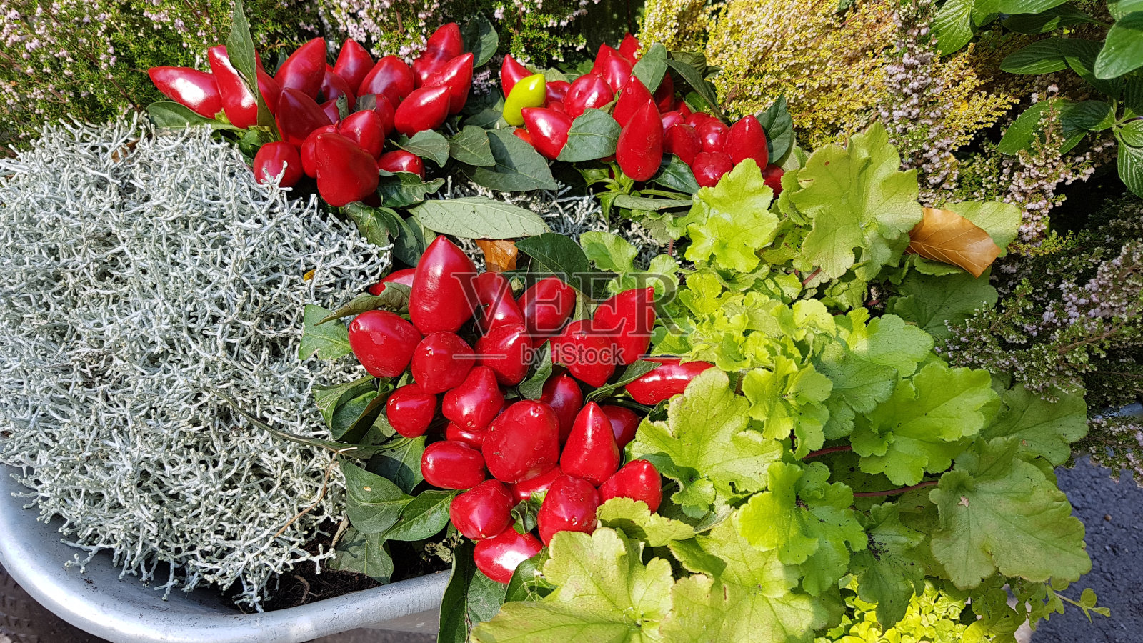 观赏辣椒,照片摄影图片