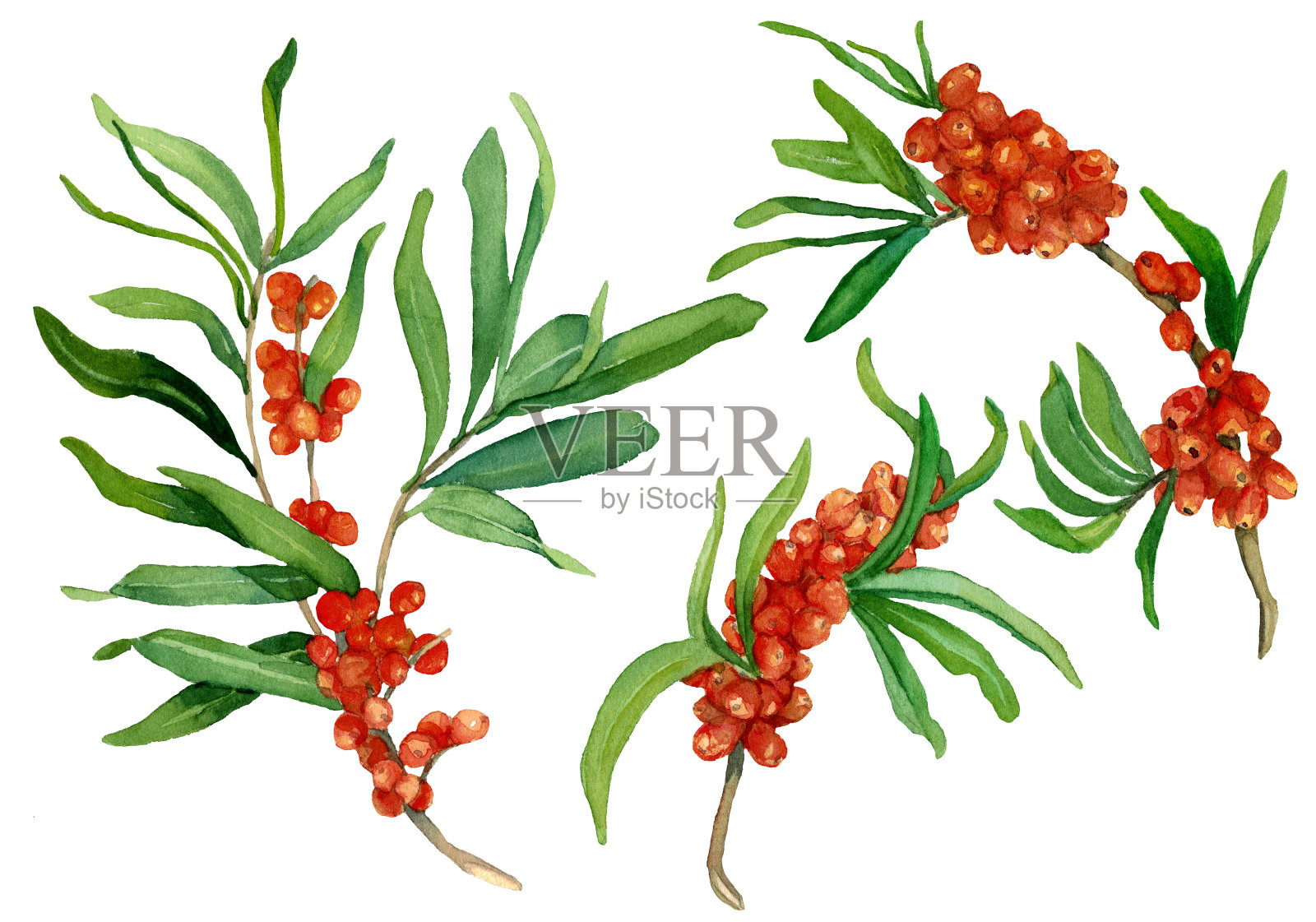 水彩一套沙棘树枝与树叶和浆果。插画图片素材