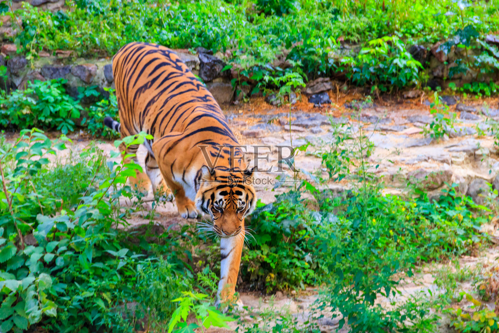 老虎的肖像(Panthera tigris)照片摄影图片