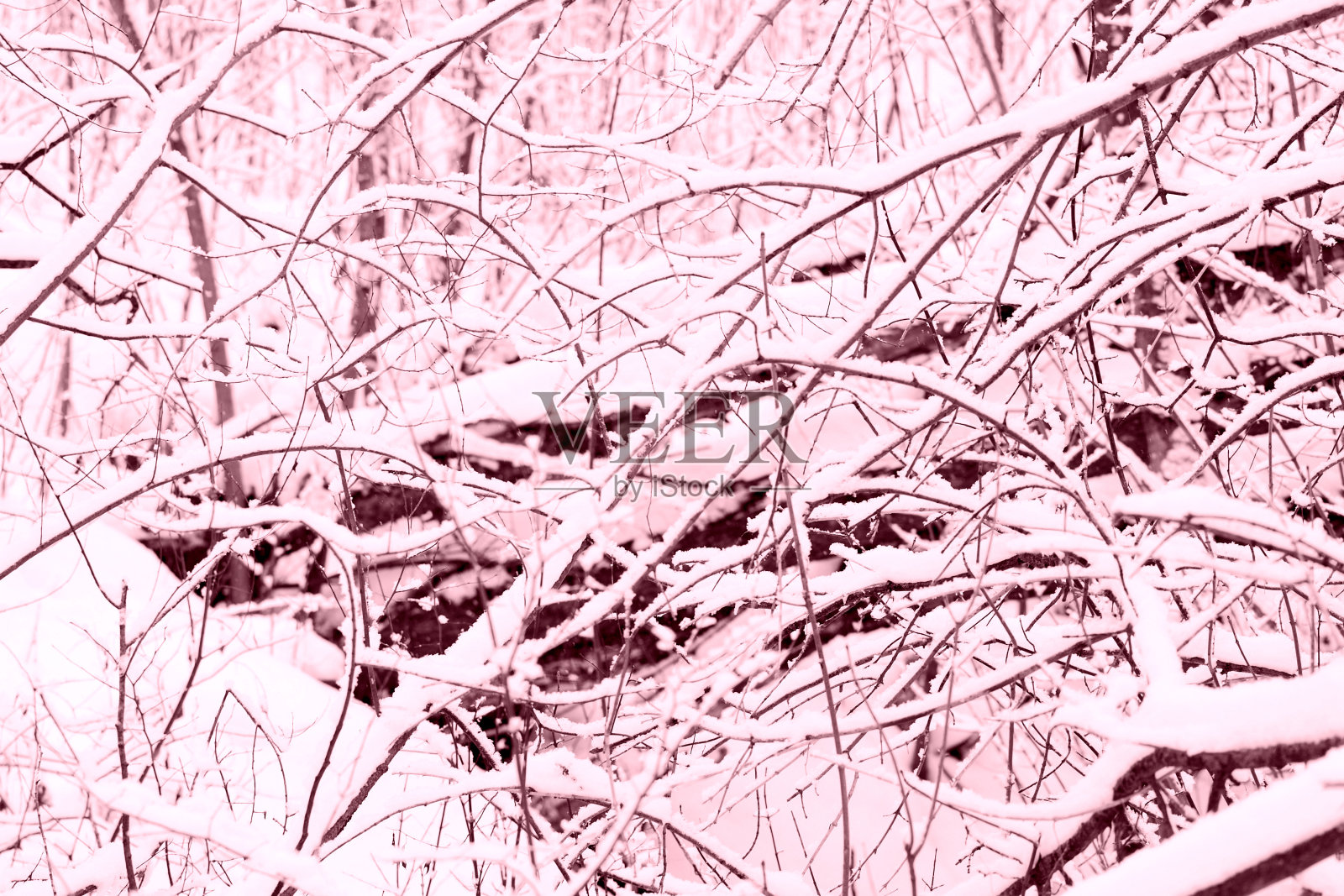 冬天的森林被雪覆盖。自然抽象背景粉红色调照片摄影图片