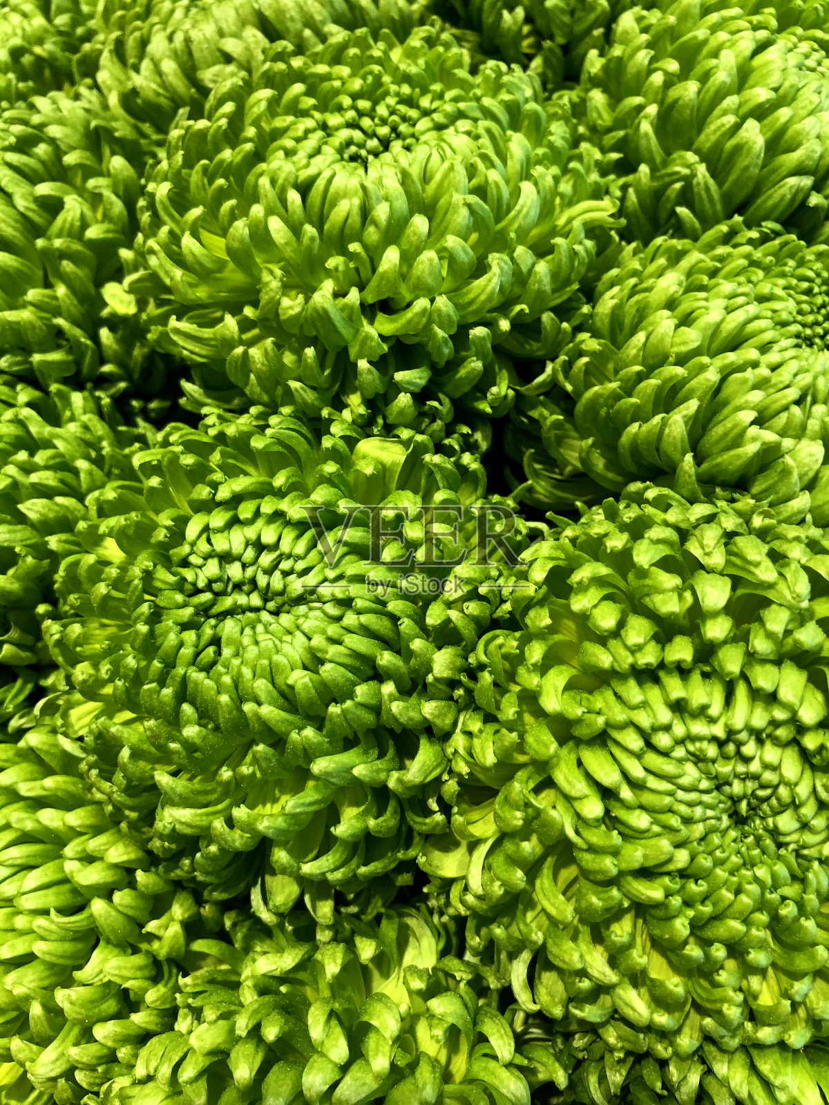 菊花照片摄影图片