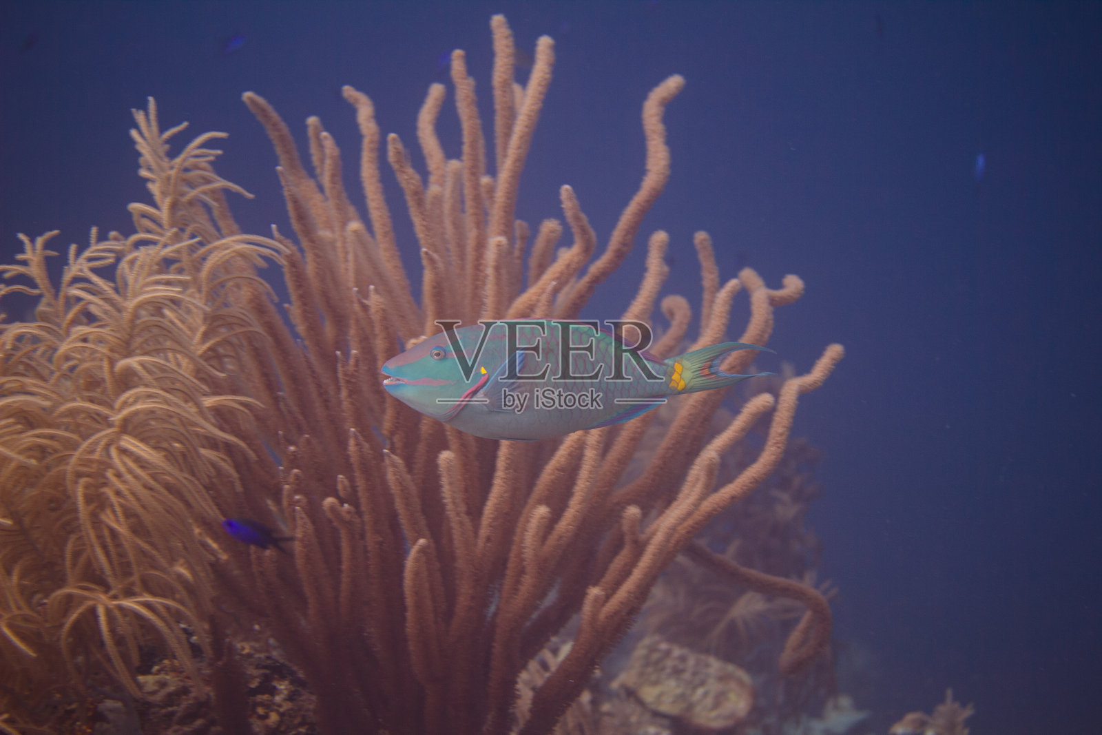 珊瑚礁上的红绿灯鹦嘴鱼照片摄影图片