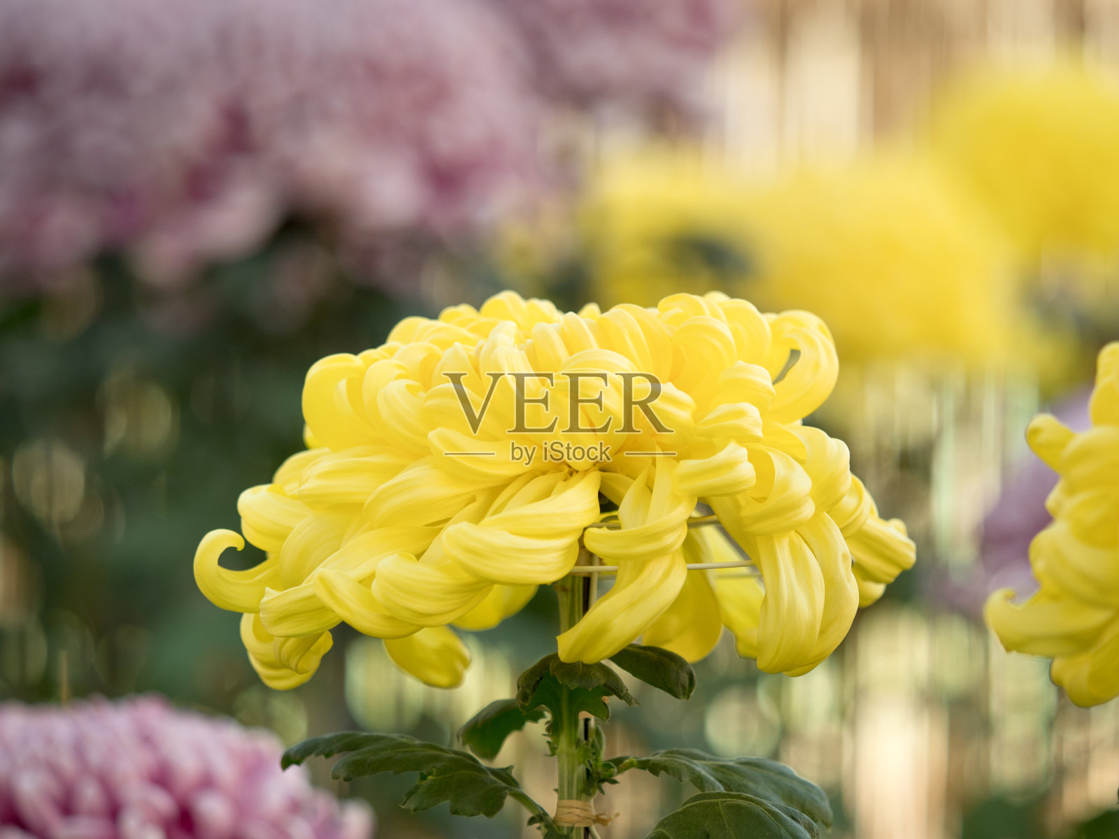 日式传统菊花照片摄影图片