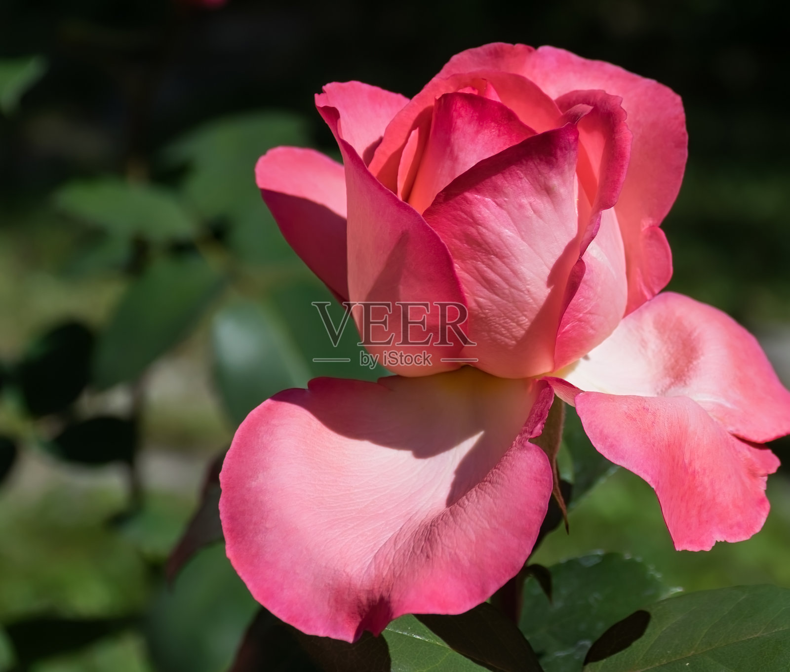 公园里的粉红玫瑰照片摄影图片