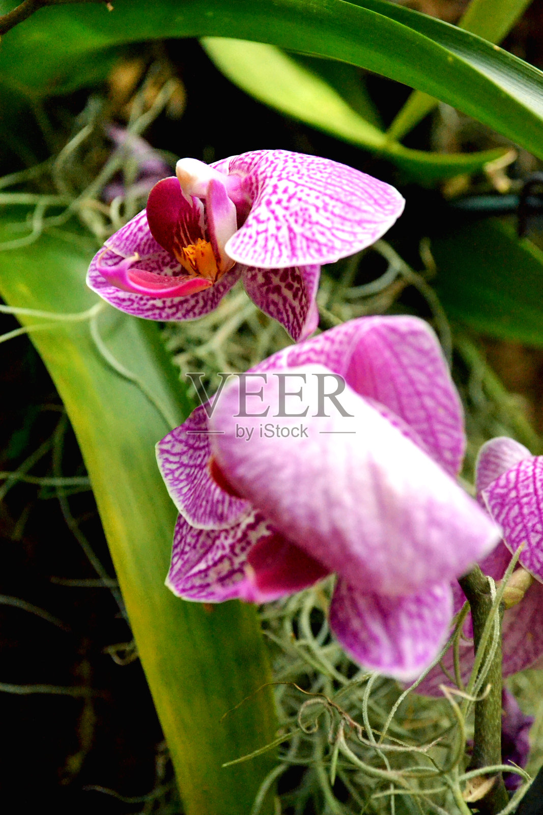 花在安大略省照片摄影图片