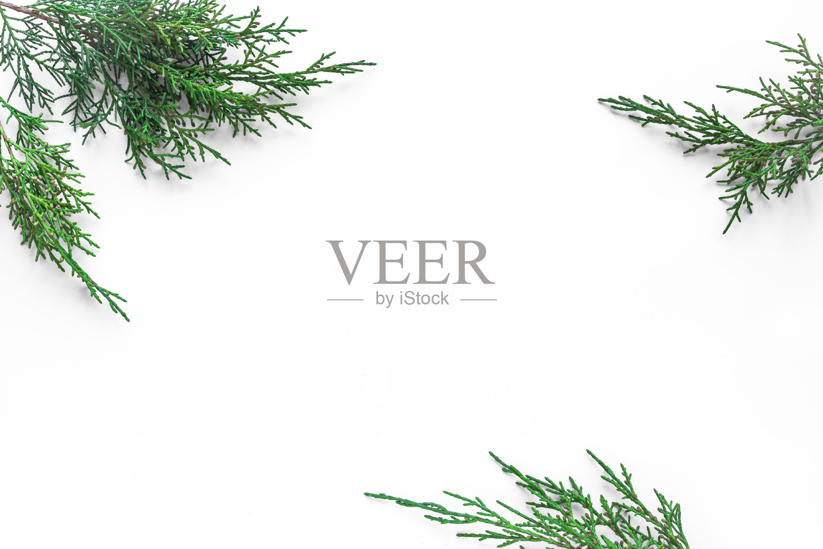 金钟柏绿色树枝照片摄影图片