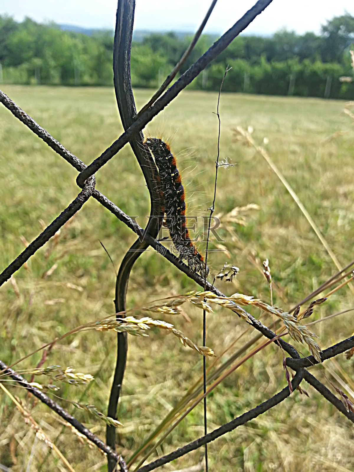 卡特彼勒在自然界中照片摄影图片