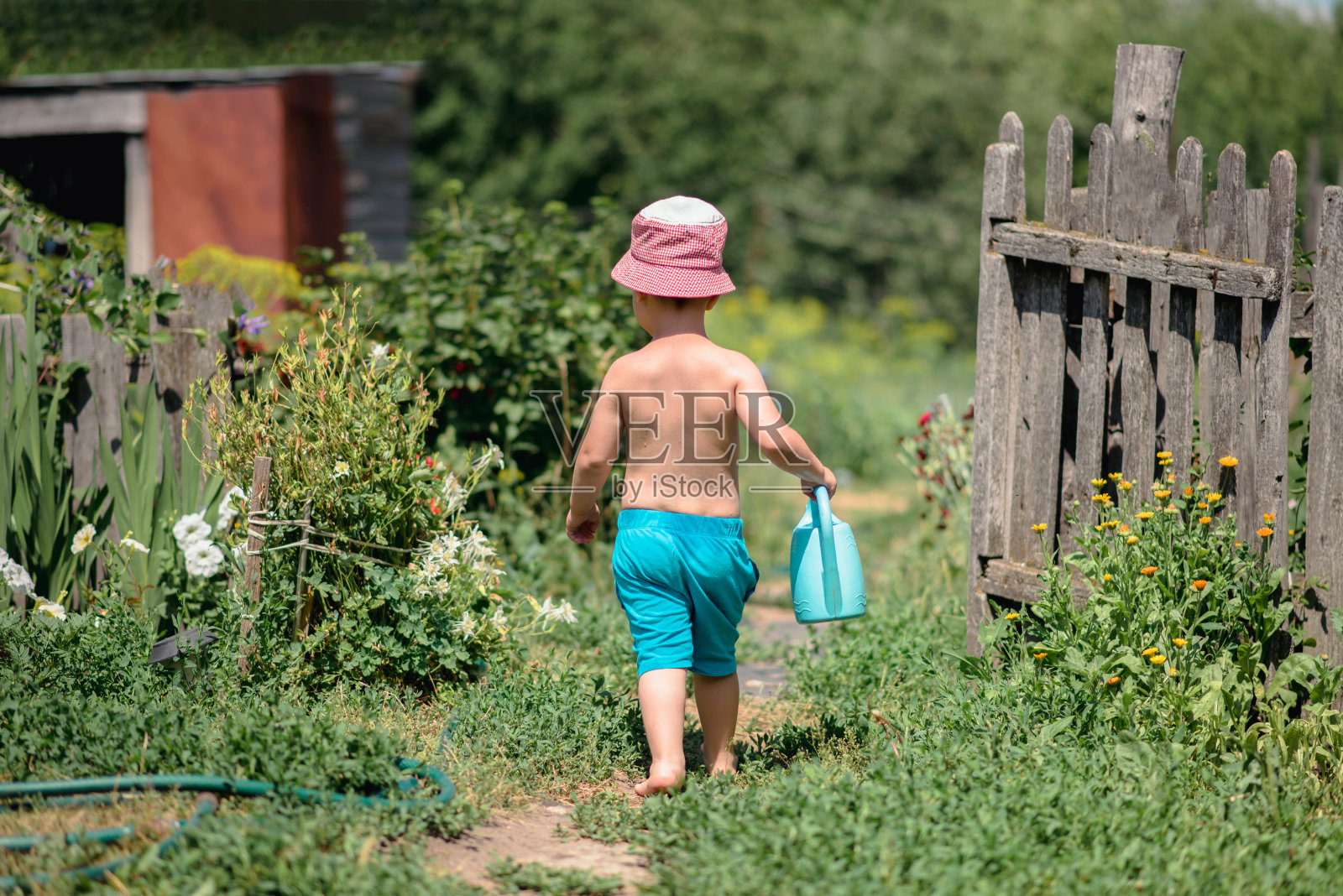一个兴高采烈的男孩带着喷壶赤脚穿过花园浇花。照片摄影图片