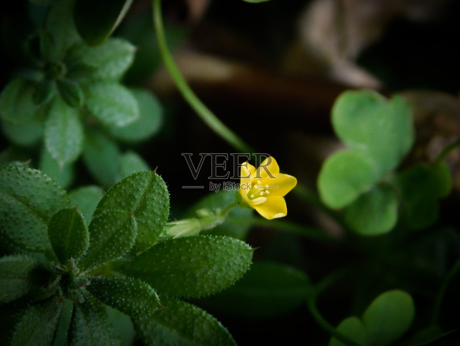 小黄花照片摄影图片