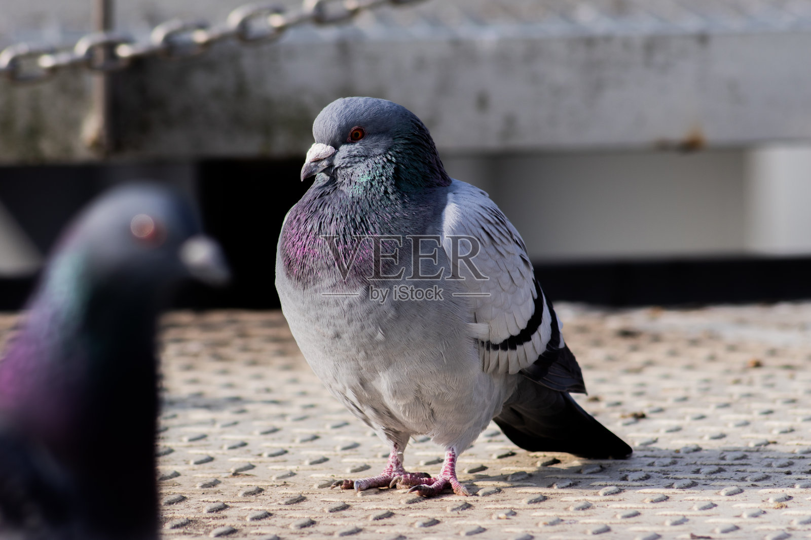 城里的野鸽照片摄影图片