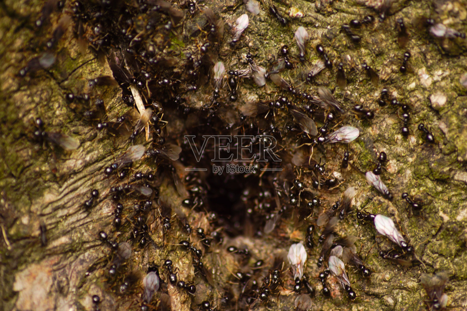 花园。鲜花、树木。大自然。花园中的春天照片摄影图片