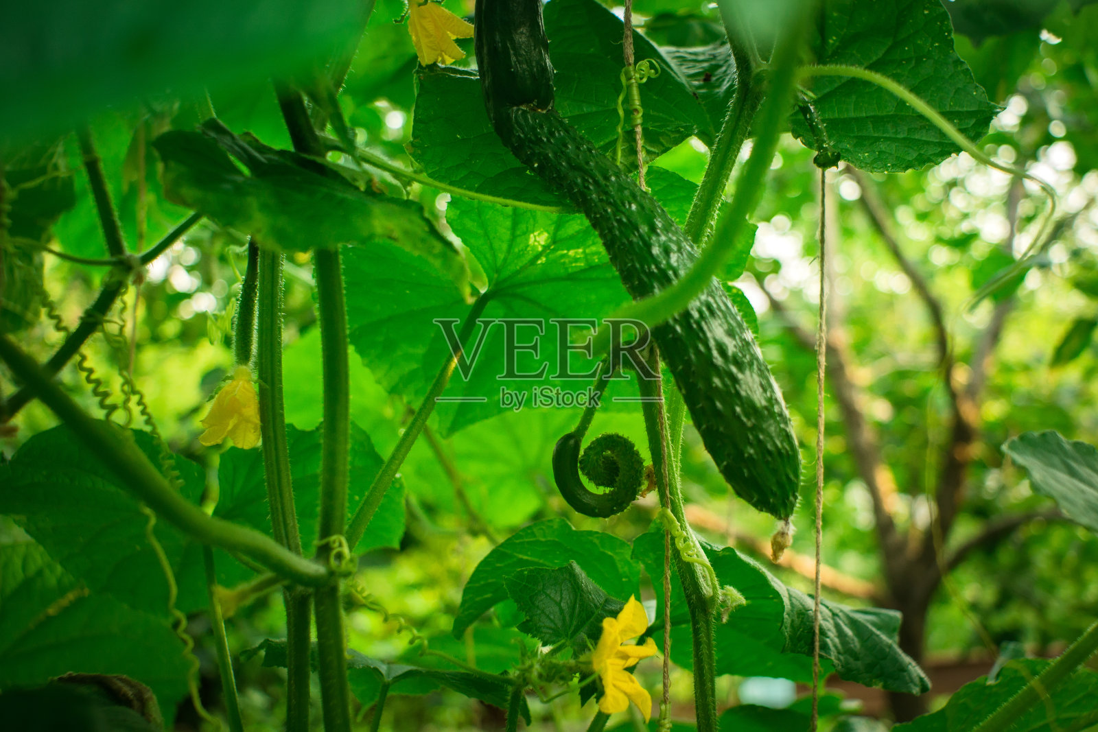 青瓜作物选择性突出照片摄影图片