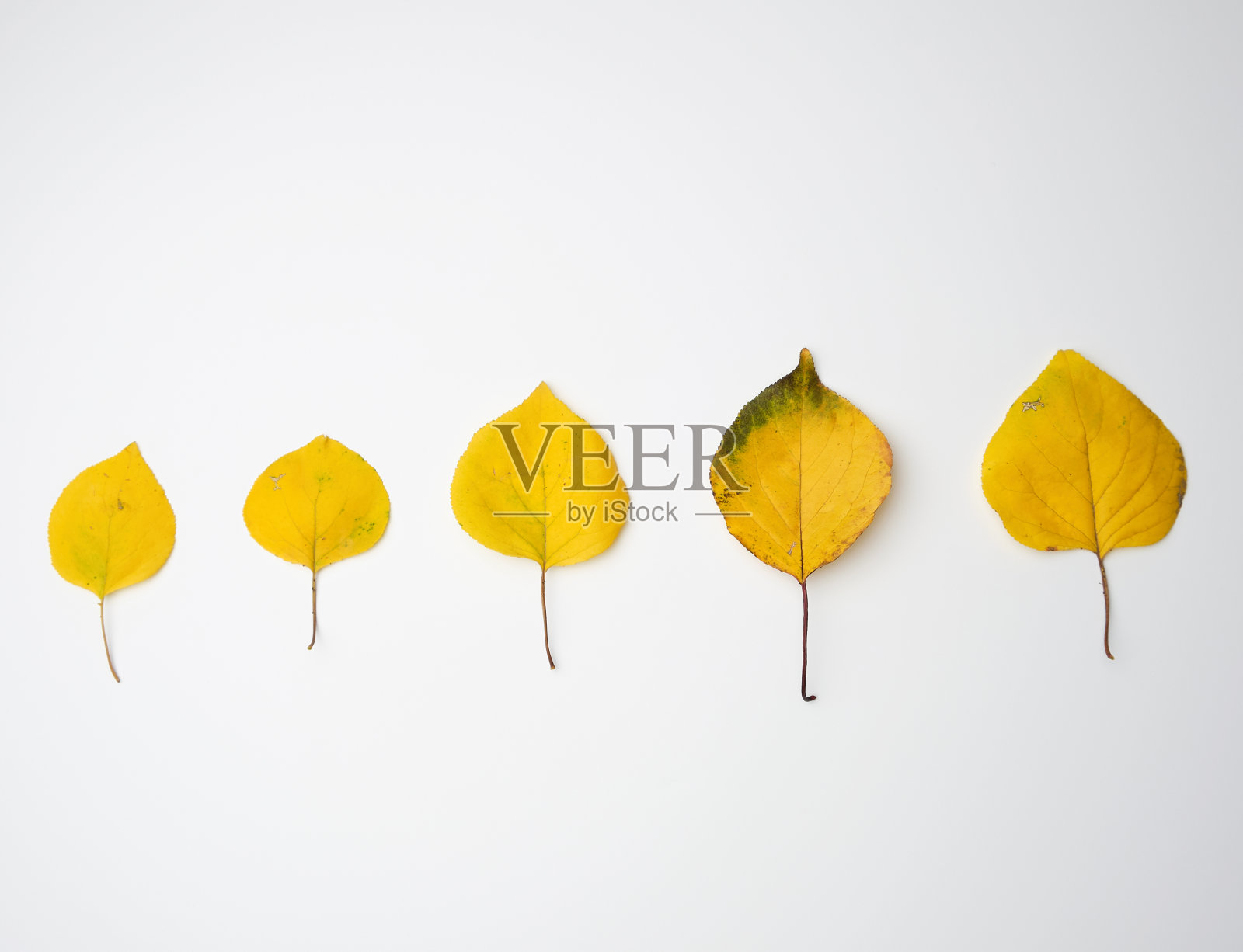 白色背景上的黄色干杏叶照片摄影图片