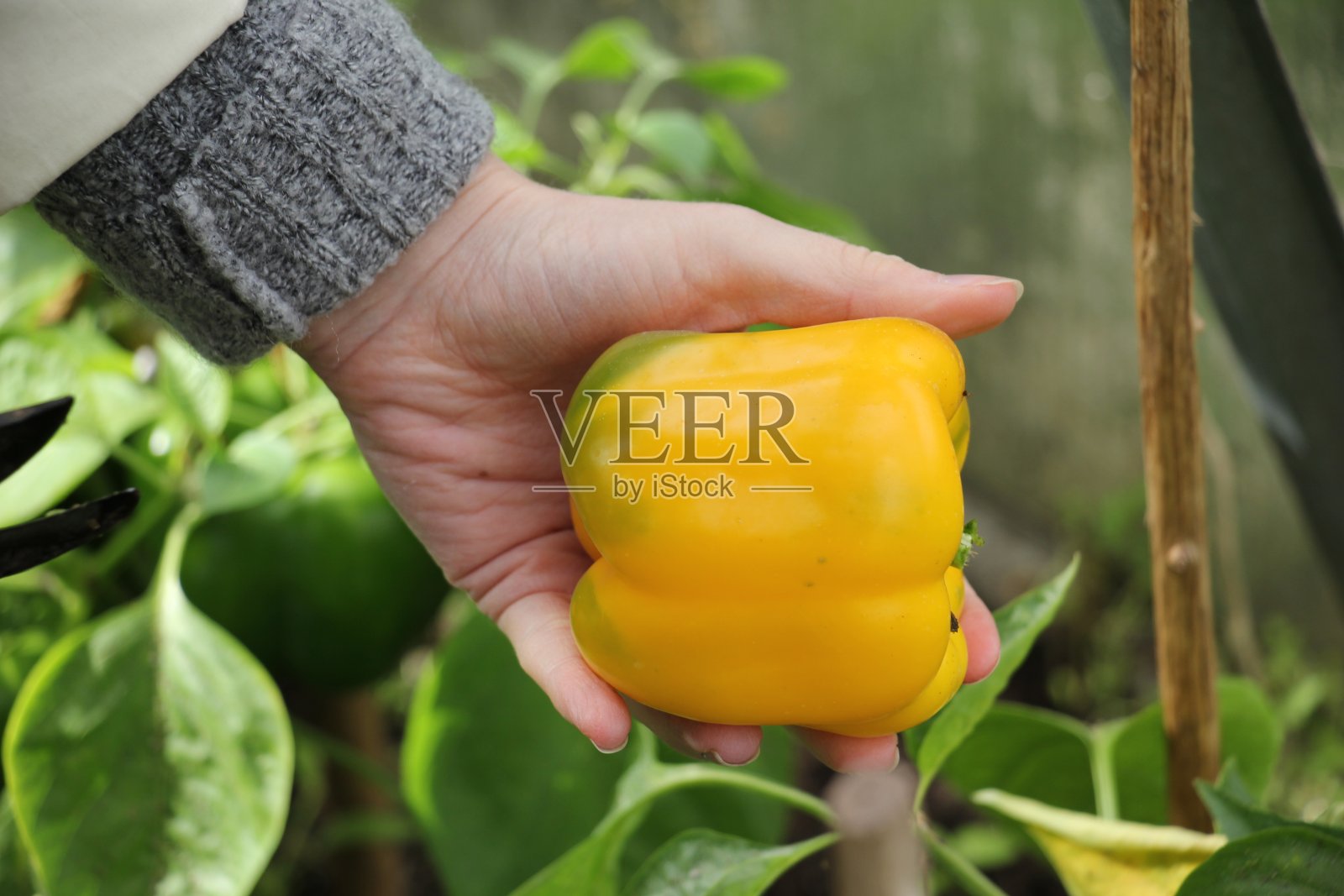 收获黄椒照片摄影图片