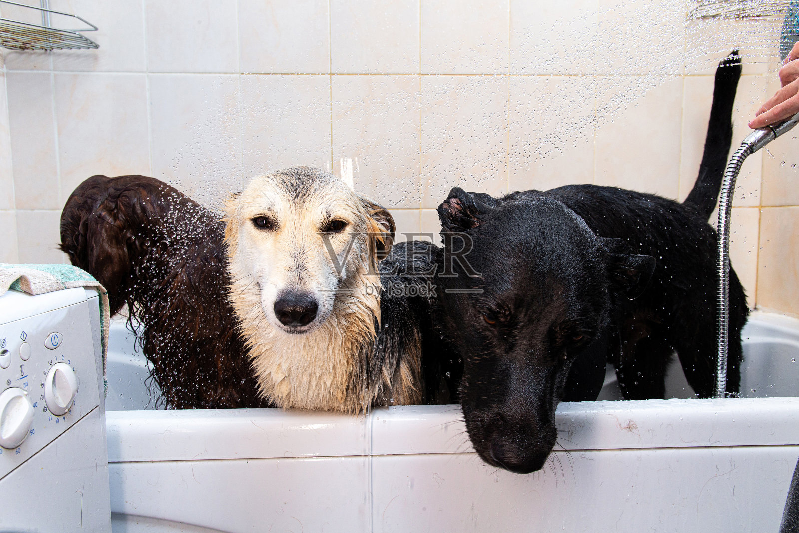 主人在浴缸里给三只大狗洗澡照片摄影图片