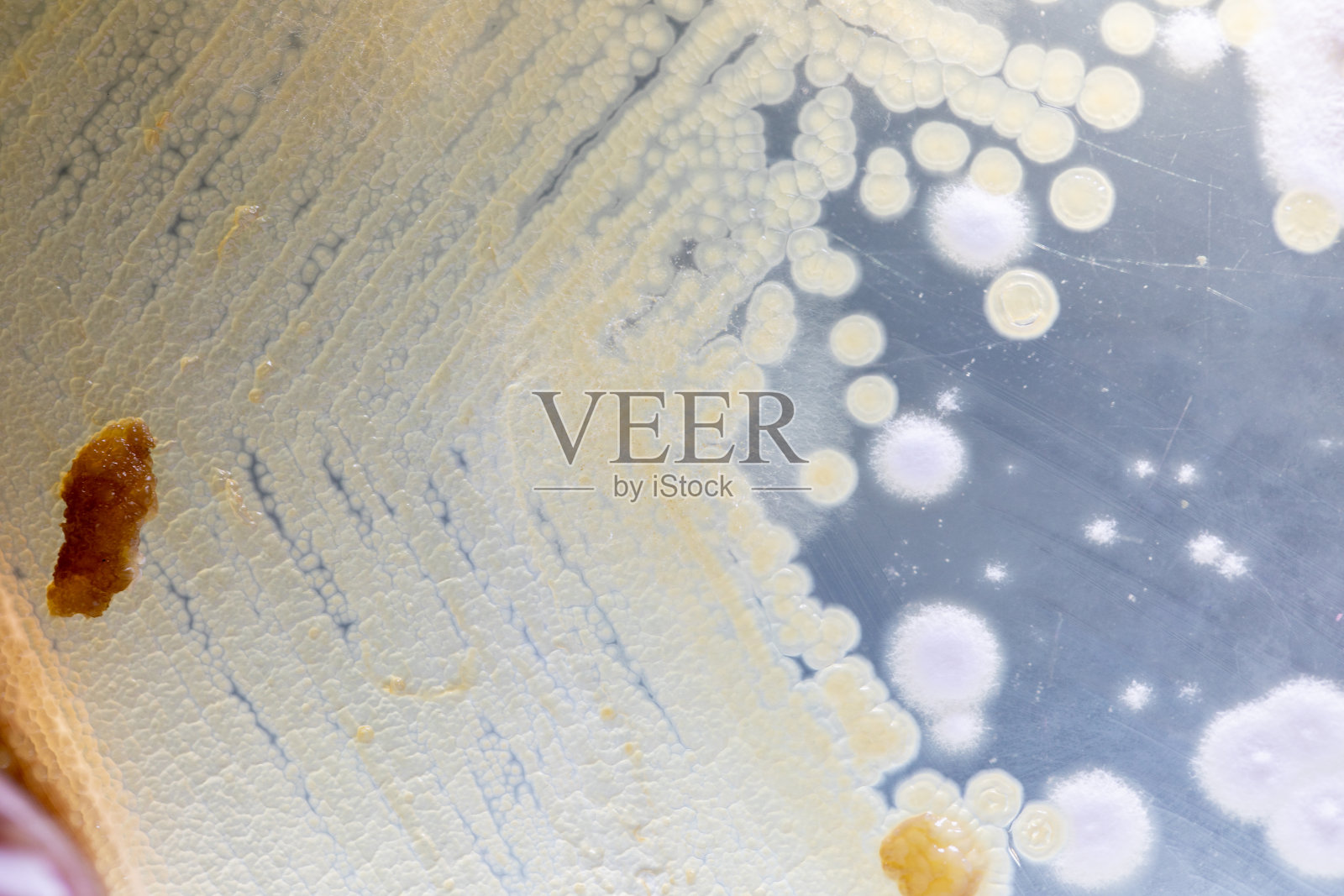 霉菌美丽，菌落特性的培养培养基板从实验室微生物。照片摄影图片