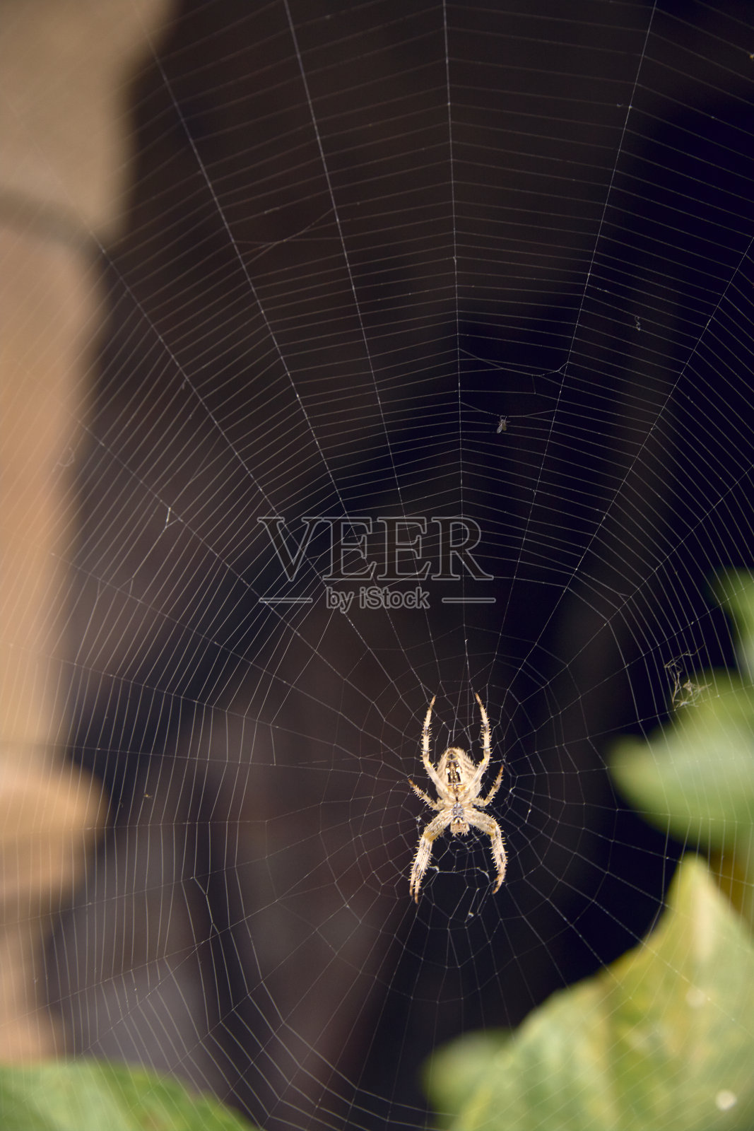 蜘蛛在你的蜘蛛网中央等待捕猎照片摄影图片
