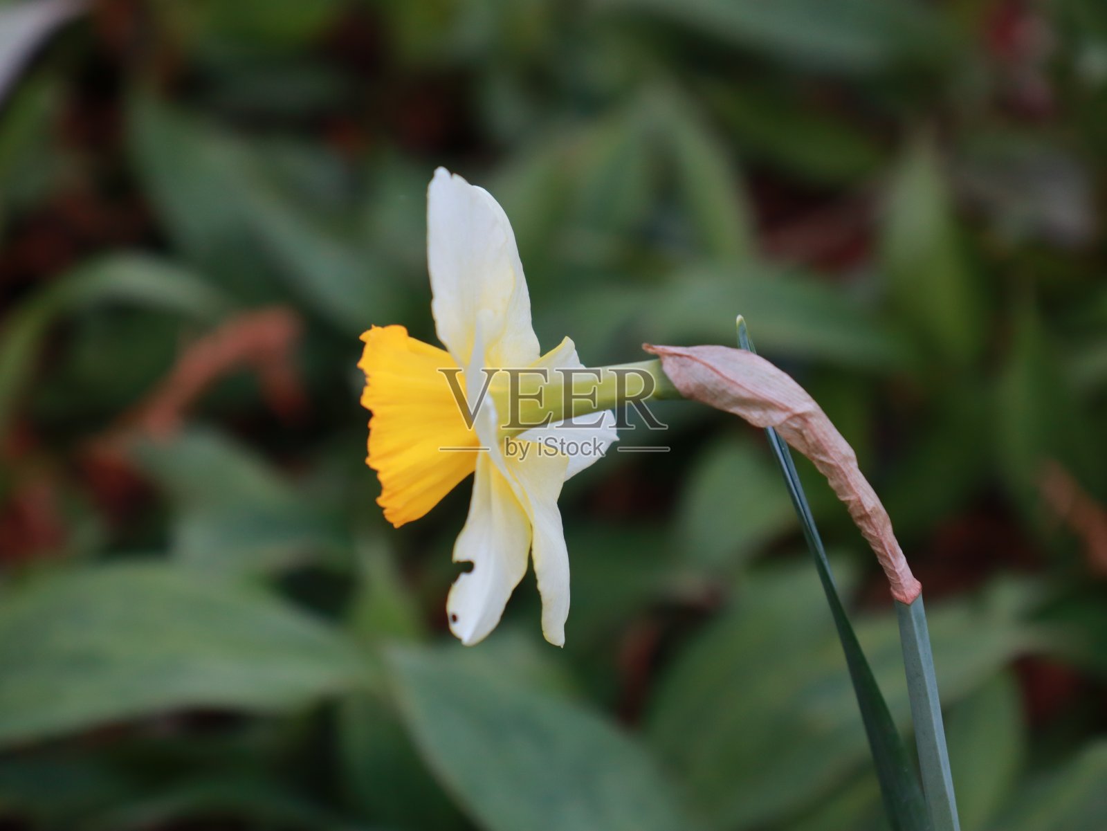悉尼公园里盛开的五颜六色的花照片摄影图片
