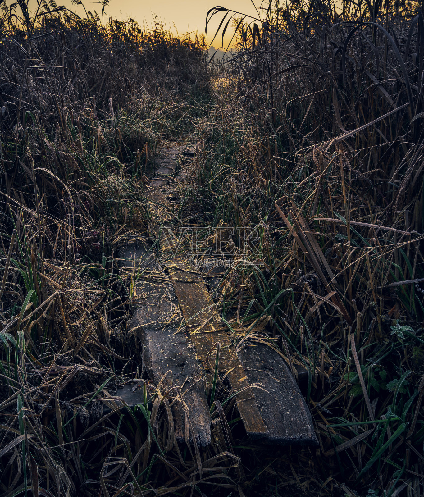 日出河照片摄影图片