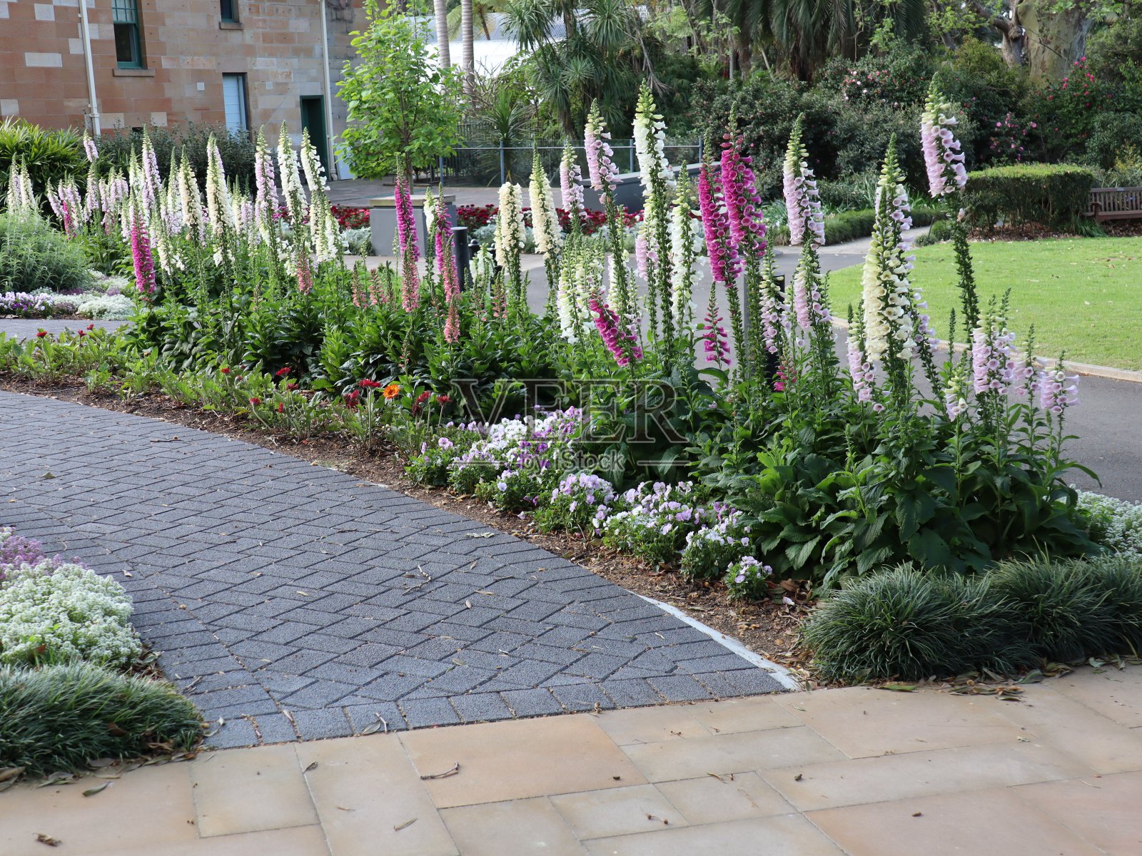 悉尼公园里的花盛开了照片摄影图片