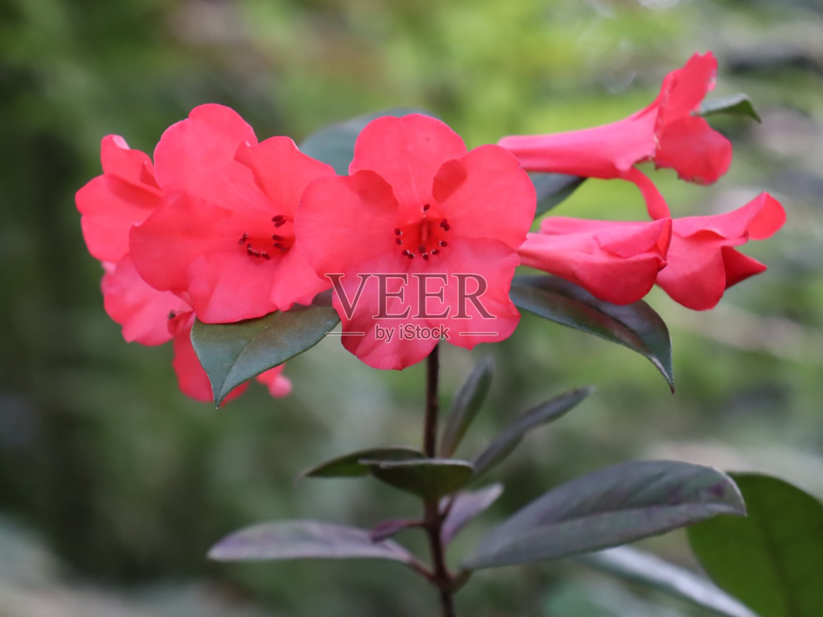 悉尼公园里的花盛开了照片摄影图片