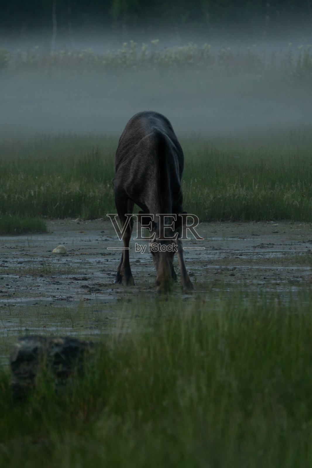 牛驼鹿穿过泥泞的地形照片摄影图片