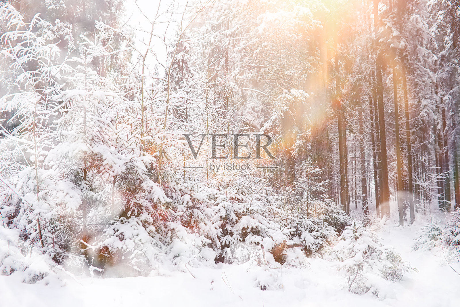 冬天的风景。森林下的雪。公园里的冬天。照片摄影图片