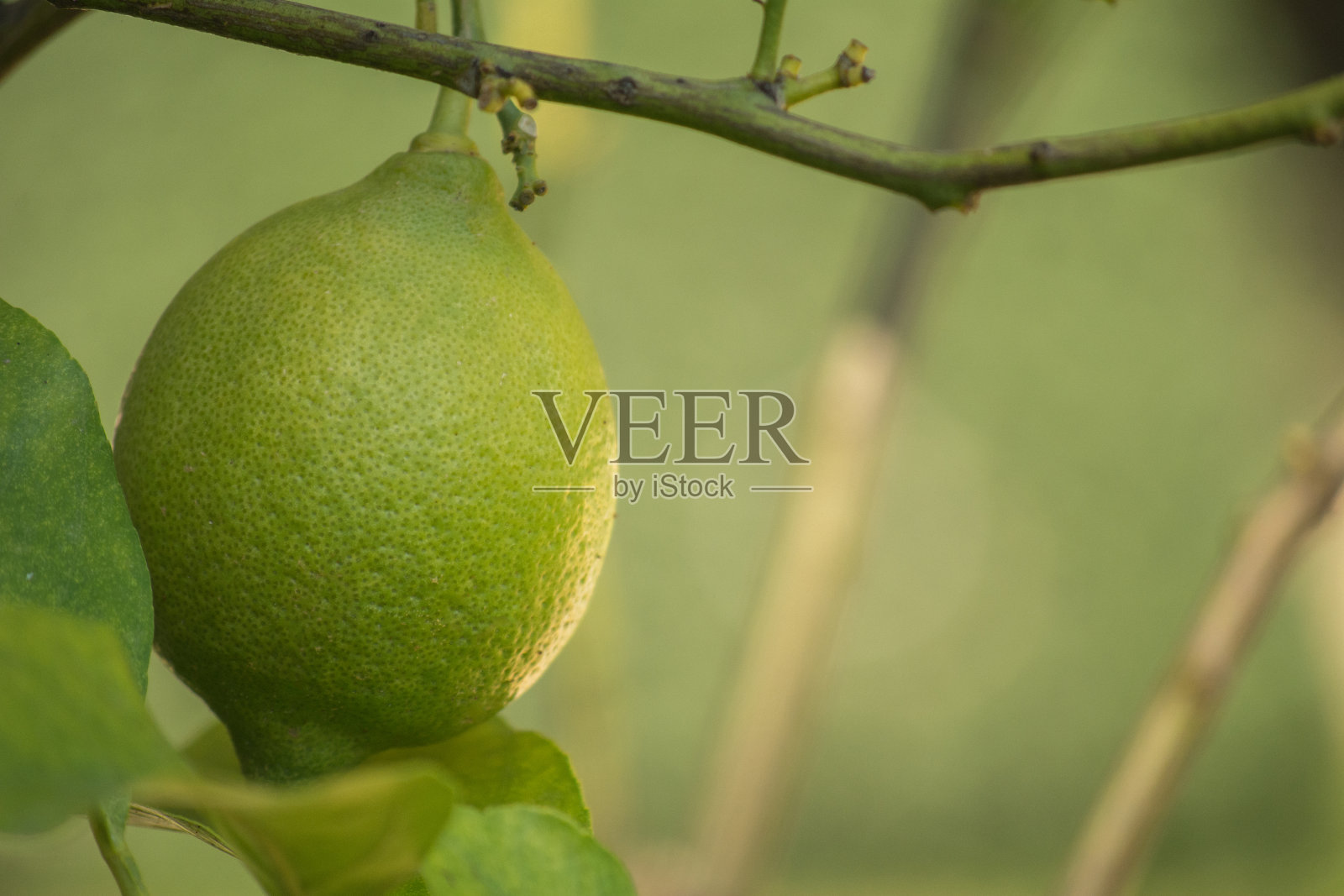 绿叶间的绿色柠檬。有果实的柠檬树。照片摄影图片