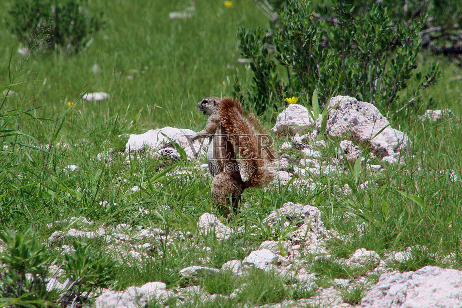 纳米比亚自助驾驶游猎照片摄影图片