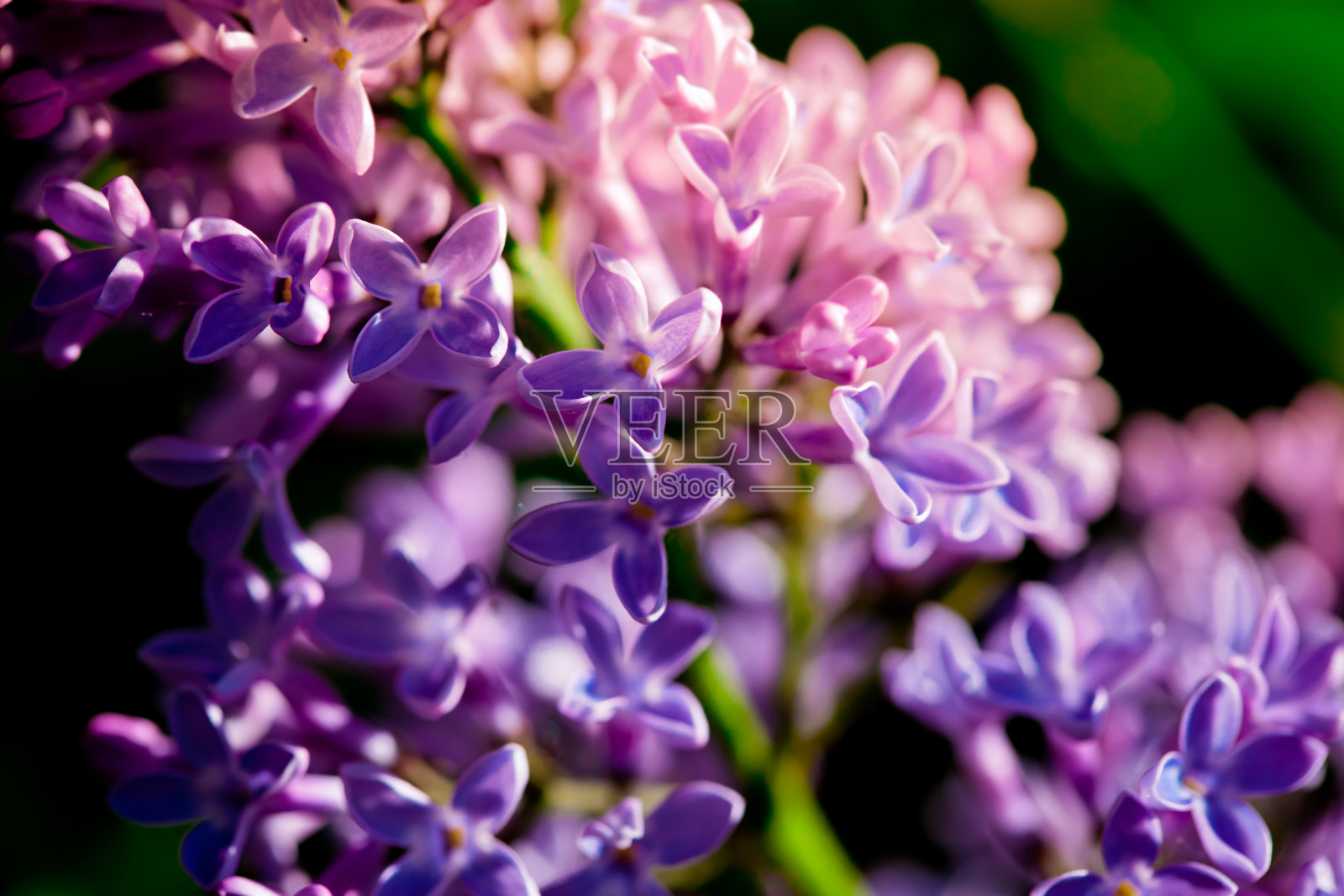 花园里盛开的丁香枝。自然美。照片摄影图片