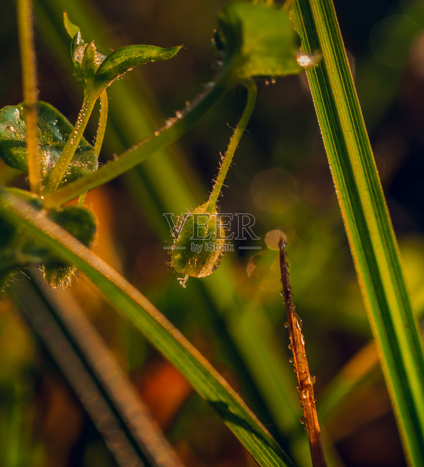 清晨的大自然沐浴在阳光和露水中照片摄影图片