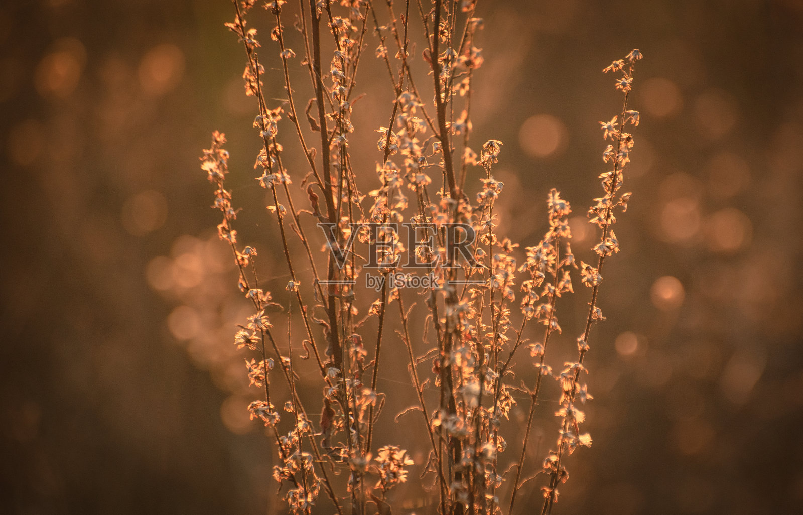 秋天有森林植物群照片摄影图片