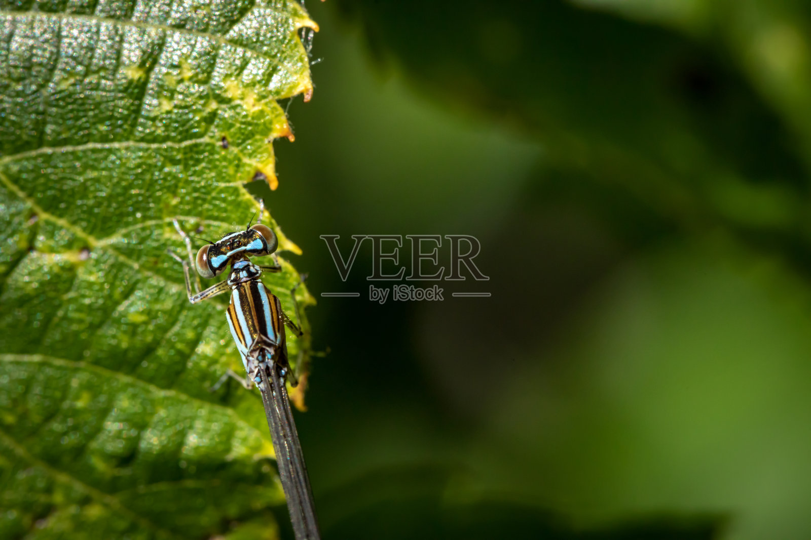 炎热夏日里的神奇蜻蜓。照片摄影图片