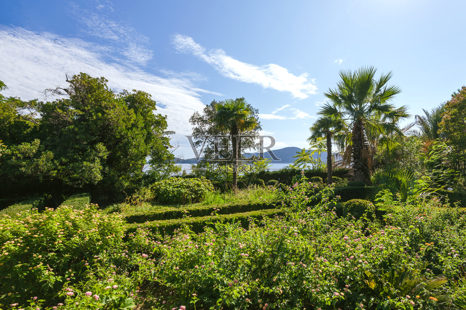 风景如画的郁郁葱葱的棕榈树，柑橘和其他南部树木照片摄影图片