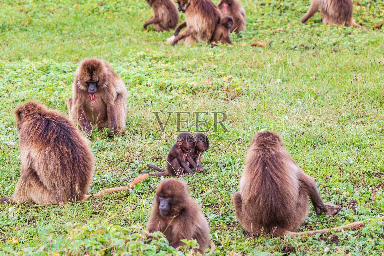 一群狒狒中的两个宝宝照片摄影图片