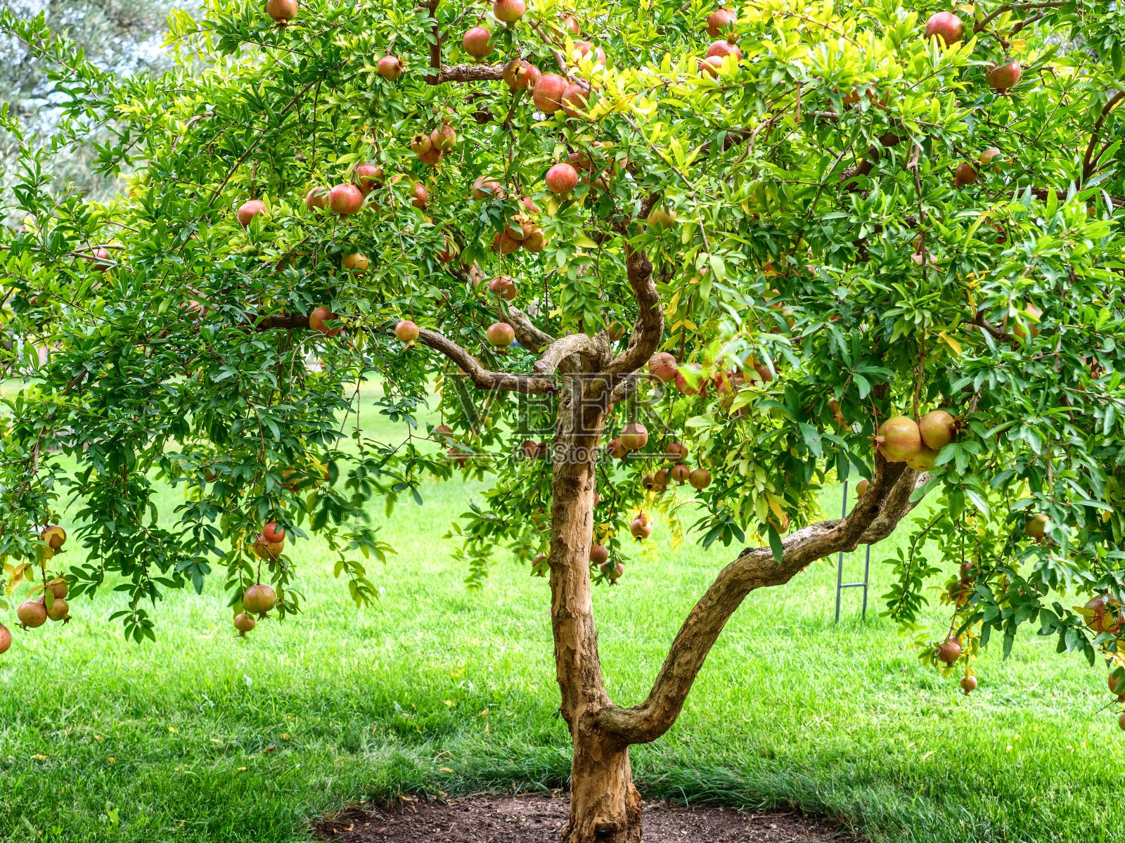 近距离观看石榴树。照片摄影图片