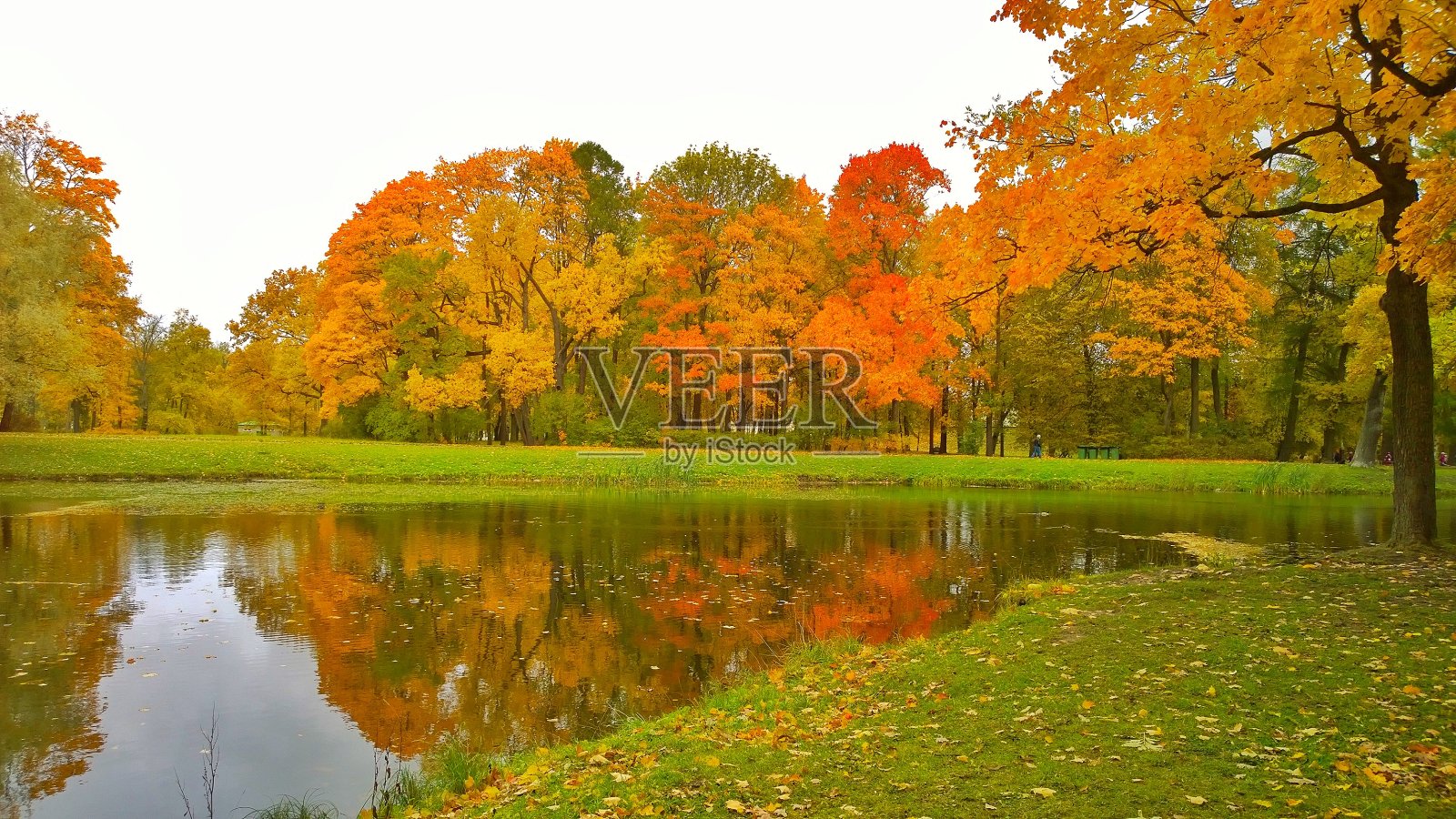 公园里五颜六色的金秋。映照在池塘里的绿色和橙色的树。黄叶落在水面上。秋天的场景。生态学的概念。美丽的季节景观。旅游目的地。照片摄影图片