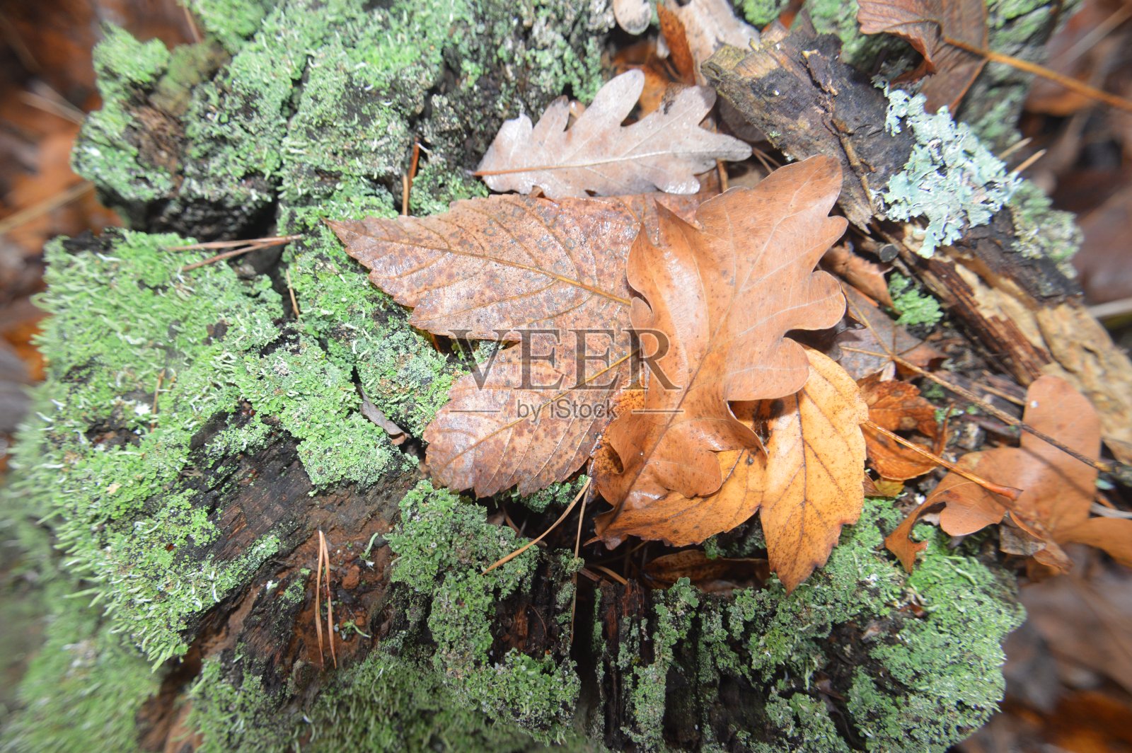 雨后森林落叶的微距拍摄照片摄影图片