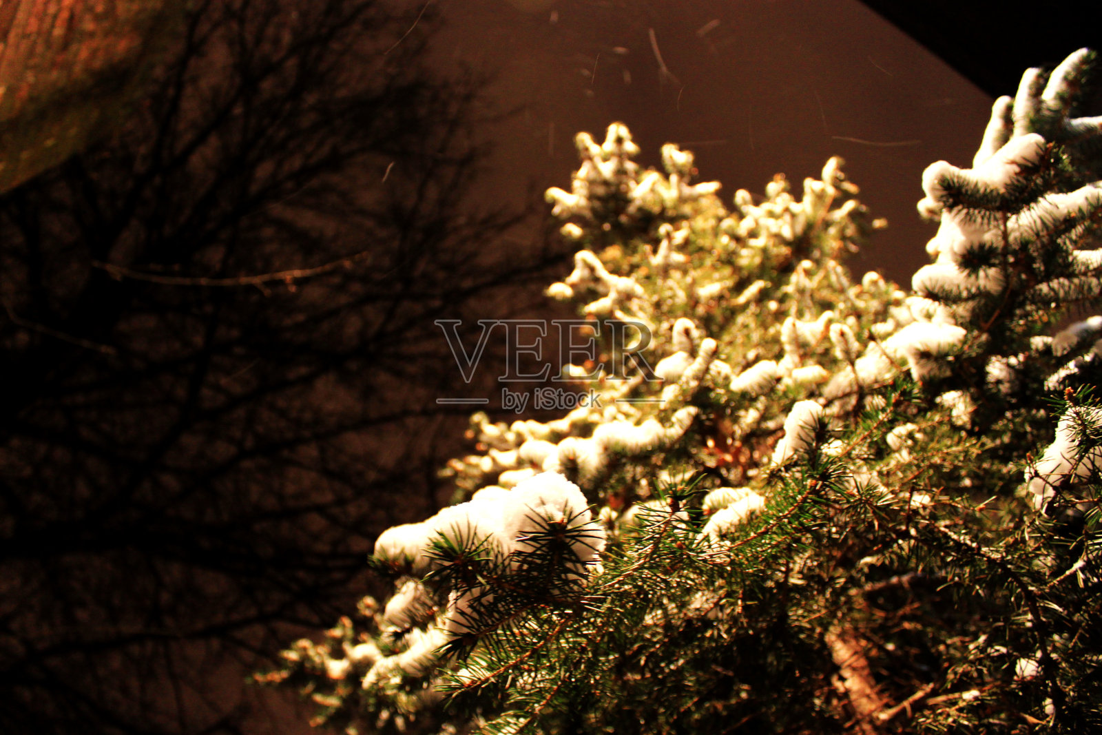 松树与雪在圣诞节照片摄影图片