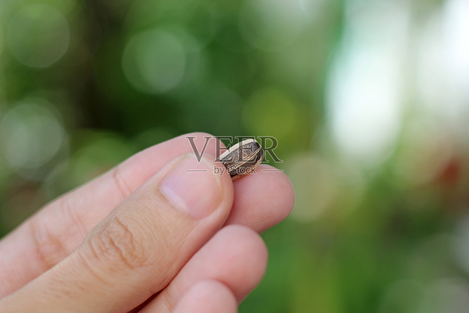 男人的手拿着一颗葵花籽照片摄影图片